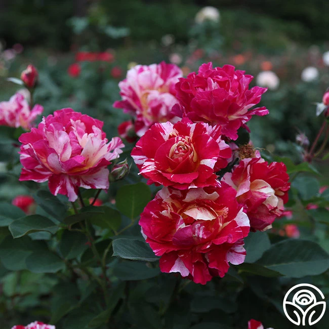 Maurice Utrillo® 4 Maurice Utrillo® - Image 2