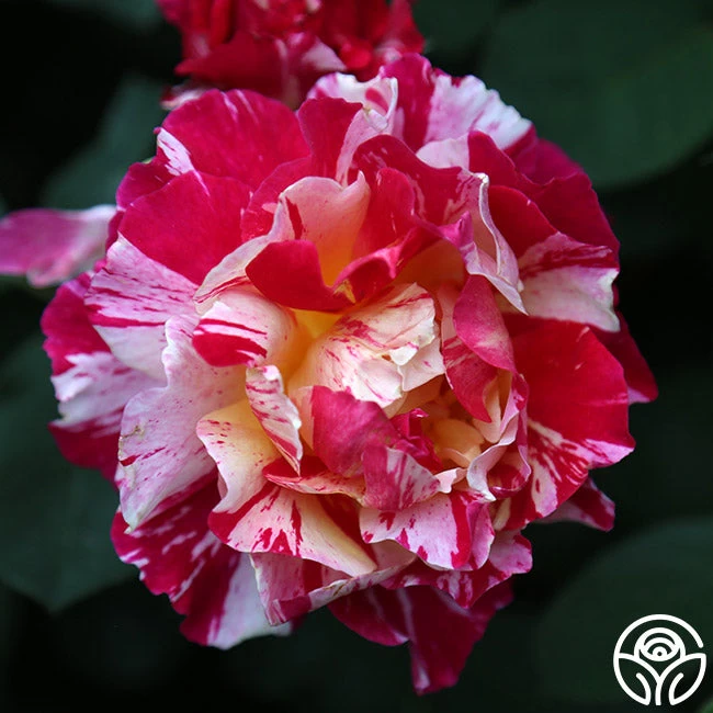 Maurice Utrillo® 6 Maurice Utrillo® - Image 4