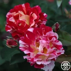 Maurice Utrillo® 13 Maurice Utrillo® -Healthy Plant Shop Maurice Utrillo 24