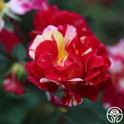 Maurice Utrillo® 10 Maurice Utrillo® -Healthy Plant Shop Maurice Utrillo 25