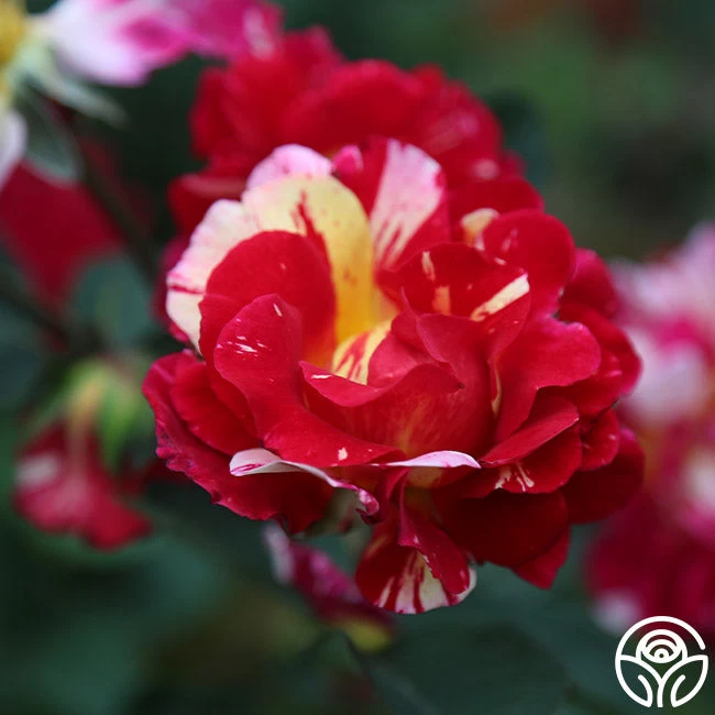 Maurice Utrillo® 5 Maurice Utrillo® - Image 3