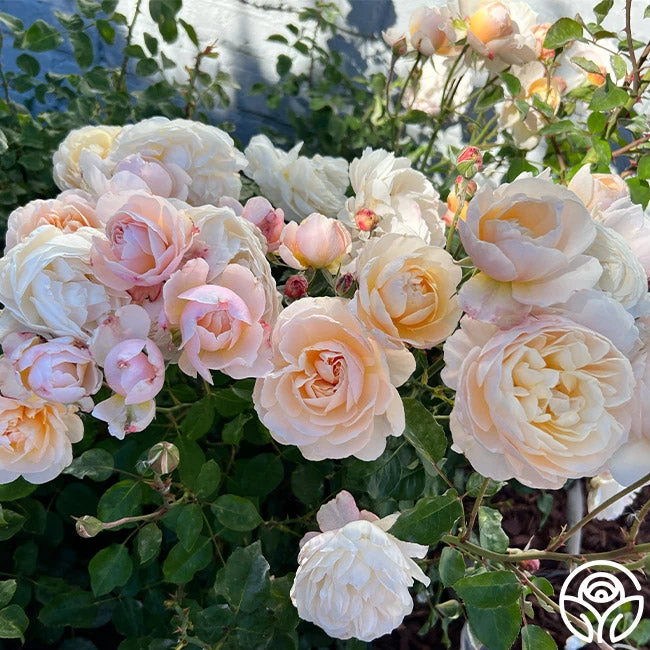 Moonlight In Paris™ 6 Moonlight In Paris™ - Image 4