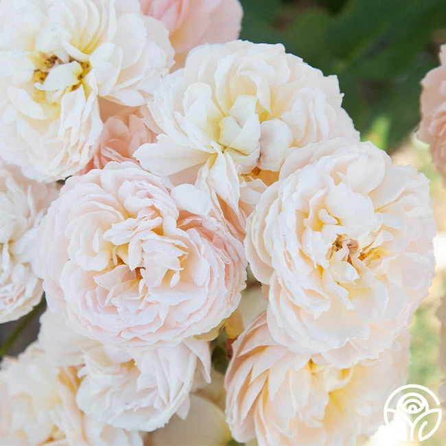 Moonlight In Paris™ 3 Moonlight In Paris™