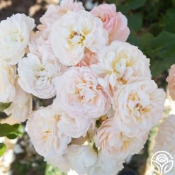 Moonlight In Paris™ 17 Moonlight In Paris™ -Healthy Plant Shop Moonlight In paris 013