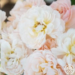 Moonlight In Paris™ 23 Moonlight In Paris™ -Healthy Plant Shop Moonlight In paris 014