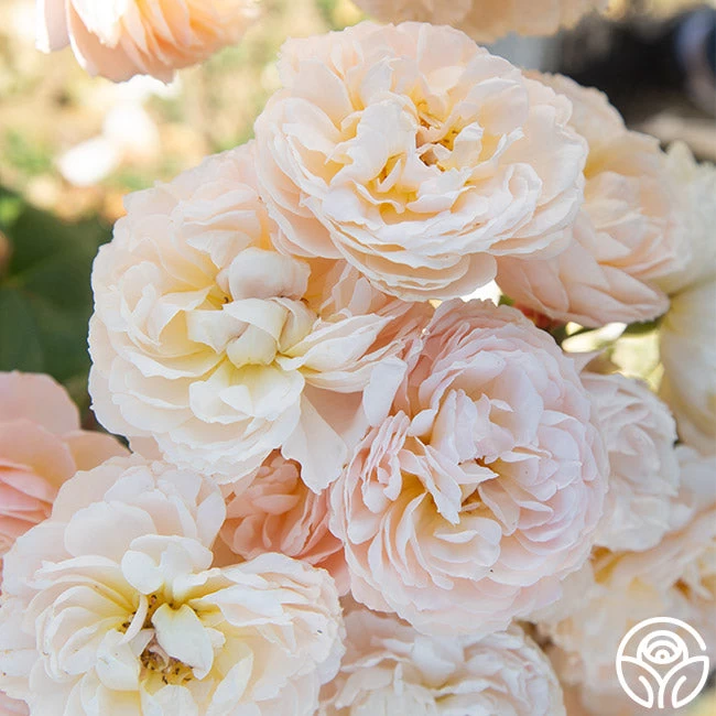 Moonlight In Paris™ 7 Moonlight In Paris™ - Image 5