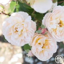 Moonlight In Paris™ 28 Moonlight In Paris™ -Healthy Plant Shop Moonlight In paris 016