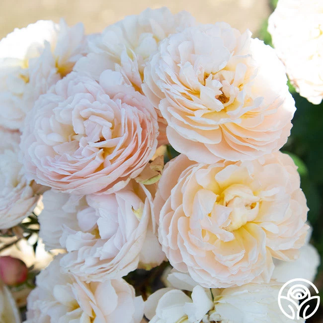 Moonlight In Paris™ 9 Moonlight In Paris™ - Image 7