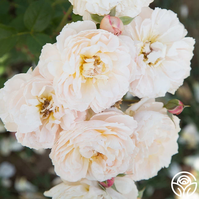 Moonlight In Paris™ 13 Moonlight In Paris™ - Image 11