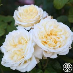 Moonlight Romantica® 23 Moonlight Romantica® -Healthy Plant Shop Moonlight Romantica 12