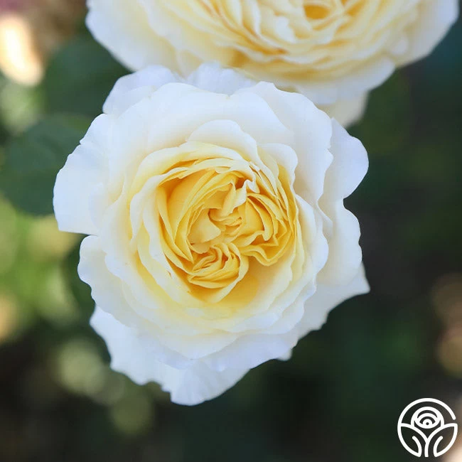 Moonlight Romantica® 12 Moonlight Romantica® - Image 10