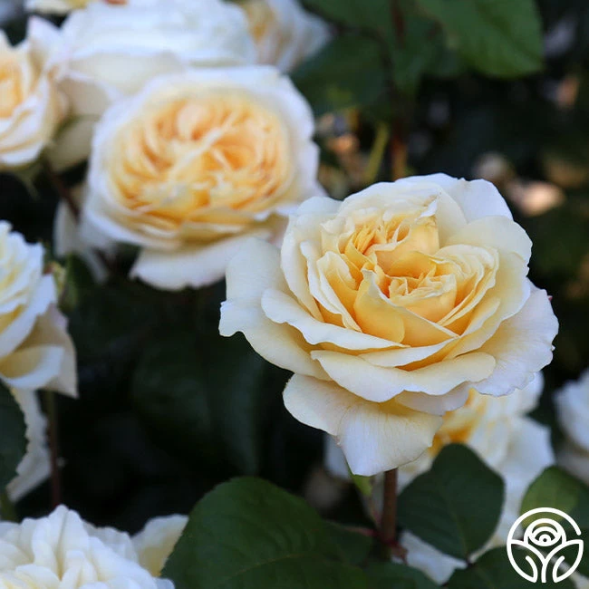 Moonlight Romantica® 6 Moonlight Romantica® - Image 4