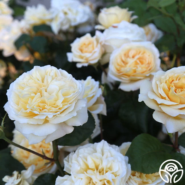 Moonlight Romantica® 4 Moonlight Romantica® - Image 2