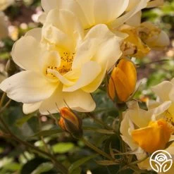 Morning Has Broken™ 12 Morning Has Broken™ -Healthy Plant Shop Morning Has Broken 1