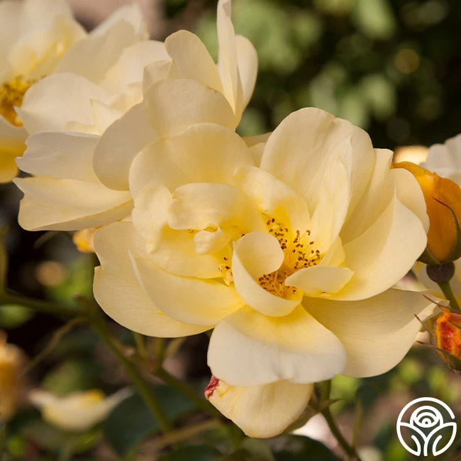 Morning Has Broken™ 4 Morning Has Broken™ - Image 2