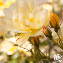 Morning Has Broken™ 13 Morning Has Broken™ -Healthy Plant Shop Morning Has Broken 16