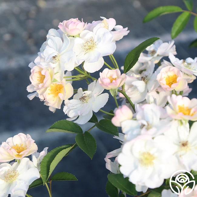 Never Forget Rose® 11 Never Forget Rose® - Image 9