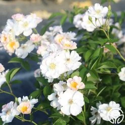 Never Forget Rose® 17 Never Forget Rose® -Healthy Plant Shop Never Forget 13