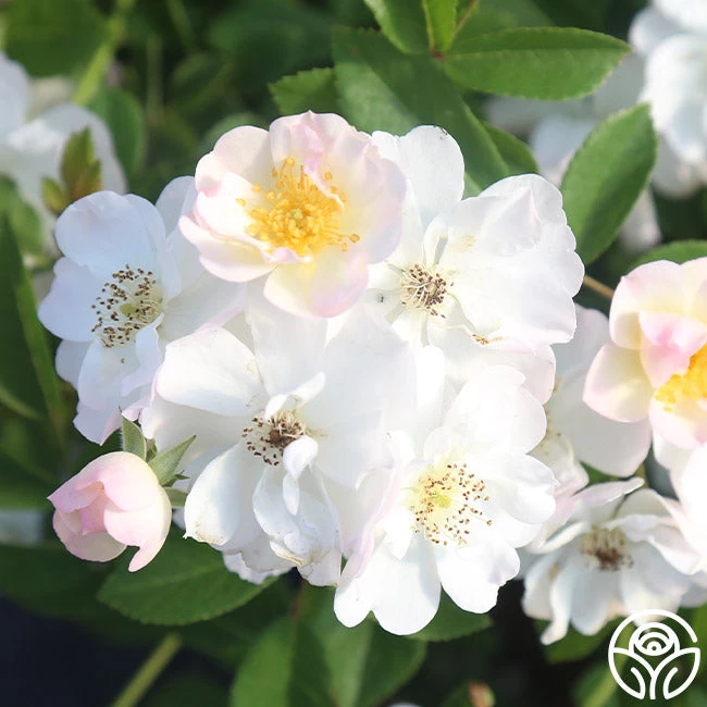 Never Forget Rose® 12 Never Forget Rose® - Image 10