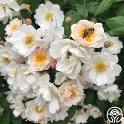 Never Forget Rose® 16 Never Forget Rose® -Healthy Plant Shop Never Forget 2