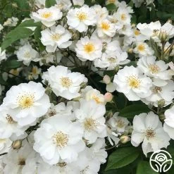 Never Forget Rose® 18 Never Forget Rose® -Healthy Plant Shop Never Forget 6