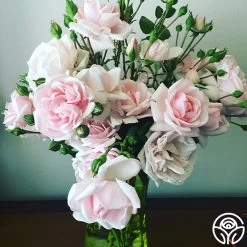 New Dawn™ -Healthy Plant Shop New Dawn 102