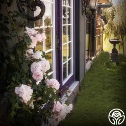 New Dawn™ -Healthy Plant Shop New Dawn 102 a4aea1ab f5ec 482d 9117 d1f76b446269