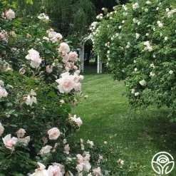 New Dawn™ -Healthy Plant Shop New Dawn 023