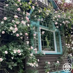 New Arrival -Healthy Plant Shop New Dawn 033