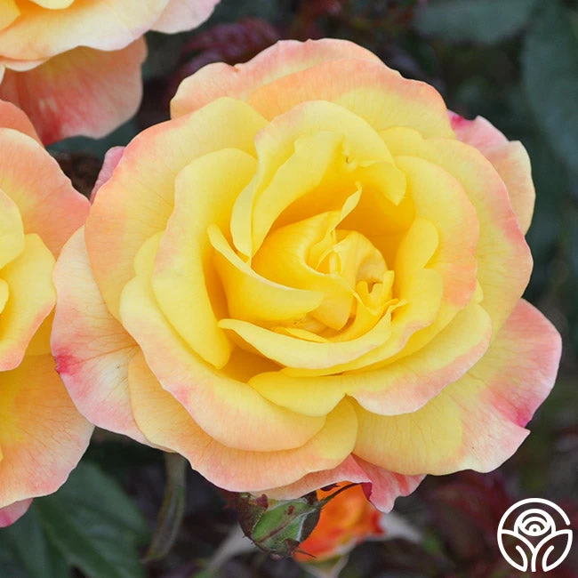 Night Light® 5 Night Light® - Image 3