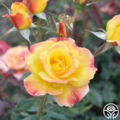 Night Light® 13 Night Light® -Healthy Plant Shop Night Light 15