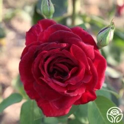 Oklahoma 21 Oklahoma -Healthy Plant Shop Oklahoma 11