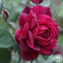 Oklahoma 17 Oklahoma -Healthy Plant Shop Oklahoma 15