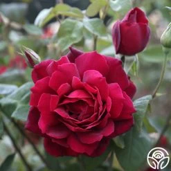 Oklahoma 15 Oklahoma -Healthy Plant Shop Oklahoma 16