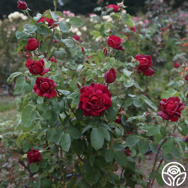 Oklahoma 4 Oklahoma - Image 2