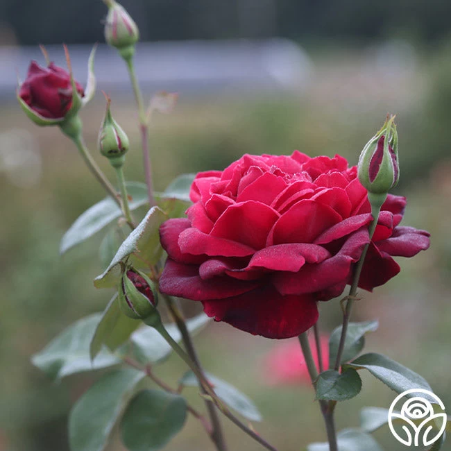 Oklahoma 10 Oklahoma - Image 8