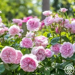 Olivia Rose Austin -Healthy Plant Shop Olivia Rose Austin 03