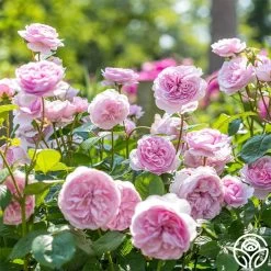 Olivia Rose Austin -Healthy Plant Shop Olivia Rose Austin 2