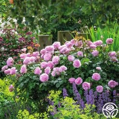 Olivia Rose Austin -Healthy Plant Shop Olivia Rose Austin 6