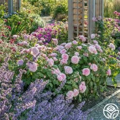 Olivia Rose Austin -Healthy Plant Shop Olivia Rose Austin 7