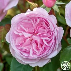 Olivia Rose Austin -Healthy Plant Shop Olivia Rose Austin 8