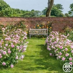 Olivia Rose Austin -Healthy Plant Shop Olivia Rose Austin 9