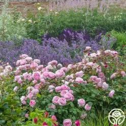 Olivia Rose Austin -Healthy Plant Shop Olivia Rose Austin 015