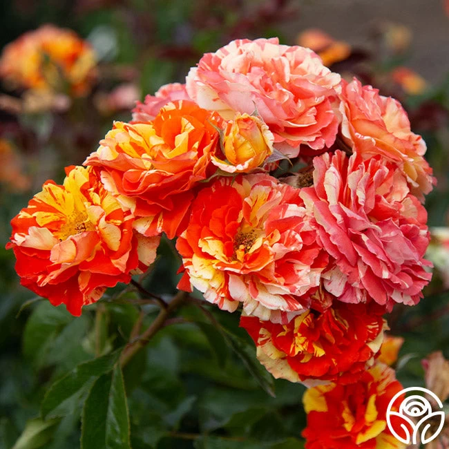 Oranges 'n' Lemons 5 Oranges 'n' Lemons - Image 3