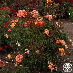 Oranges 'n' Lemons 15 Oranges 'n' Lemons -Healthy Plant Shop Oranges N Lemons 16