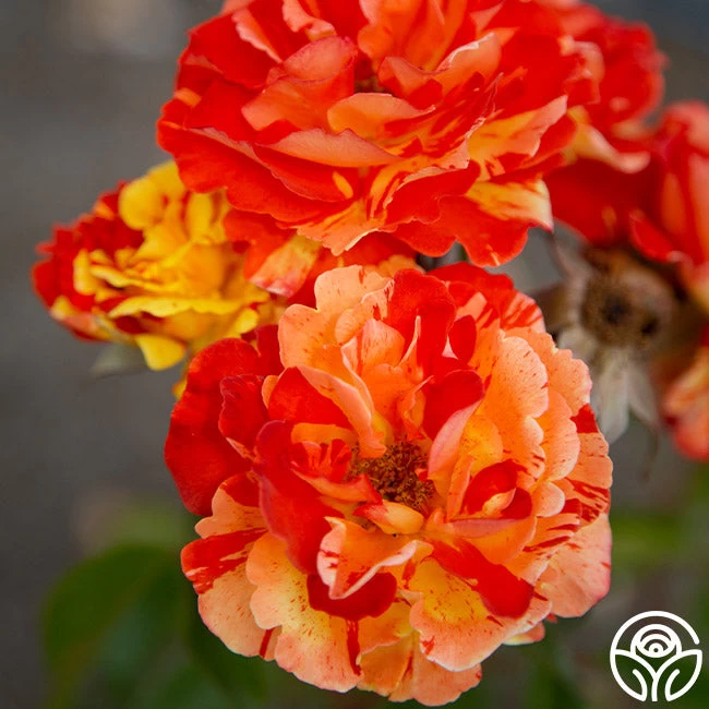 Oranges 'n' Lemons 10 Oranges 'n' Lemons - Image 8