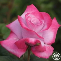 Paradise™ 15 Paradise™ -Healthy Plant Shop Paradise 133