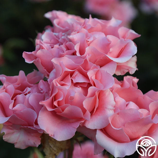 Paris De Yves St. Laurent ™ 13 Paris De Yves St. Laurent ™ - Image 11