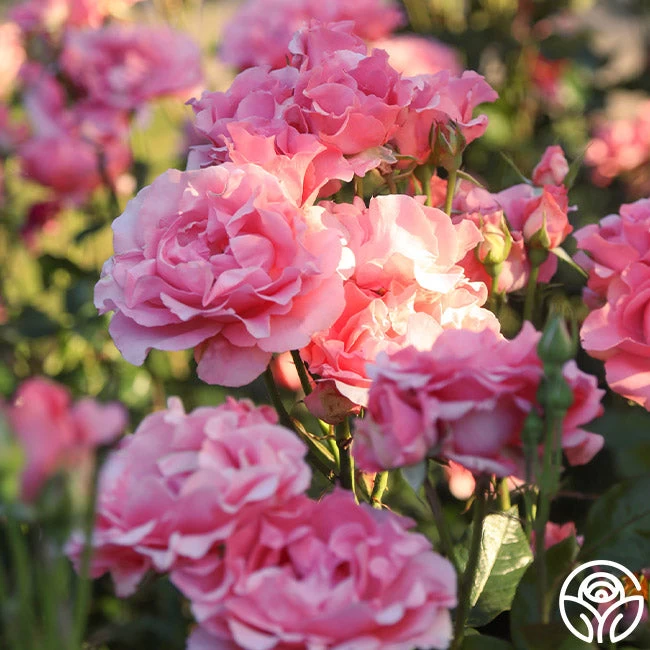 Paris De Yves St. Laurent ™ 5 Paris De Yves St. Laurent ™ - Image 3