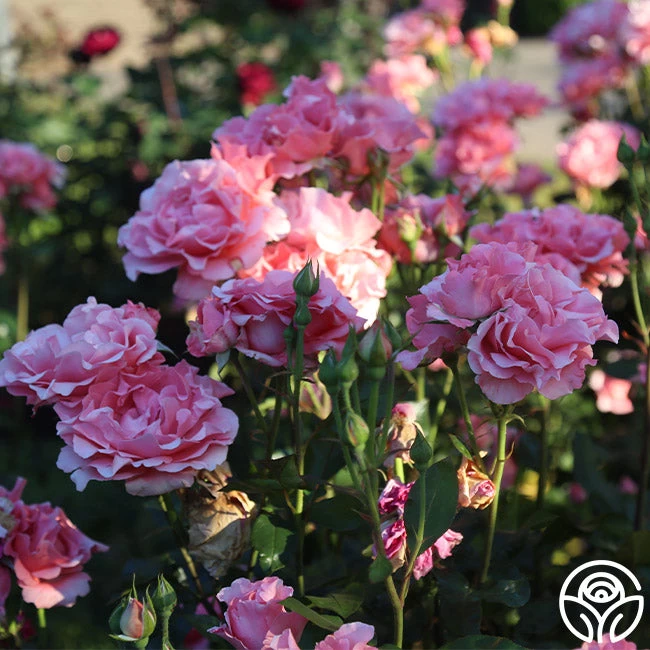 Paris De Yves St. Laurent ™ 15 Paris De Yves St. Laurent ™ - Image 13